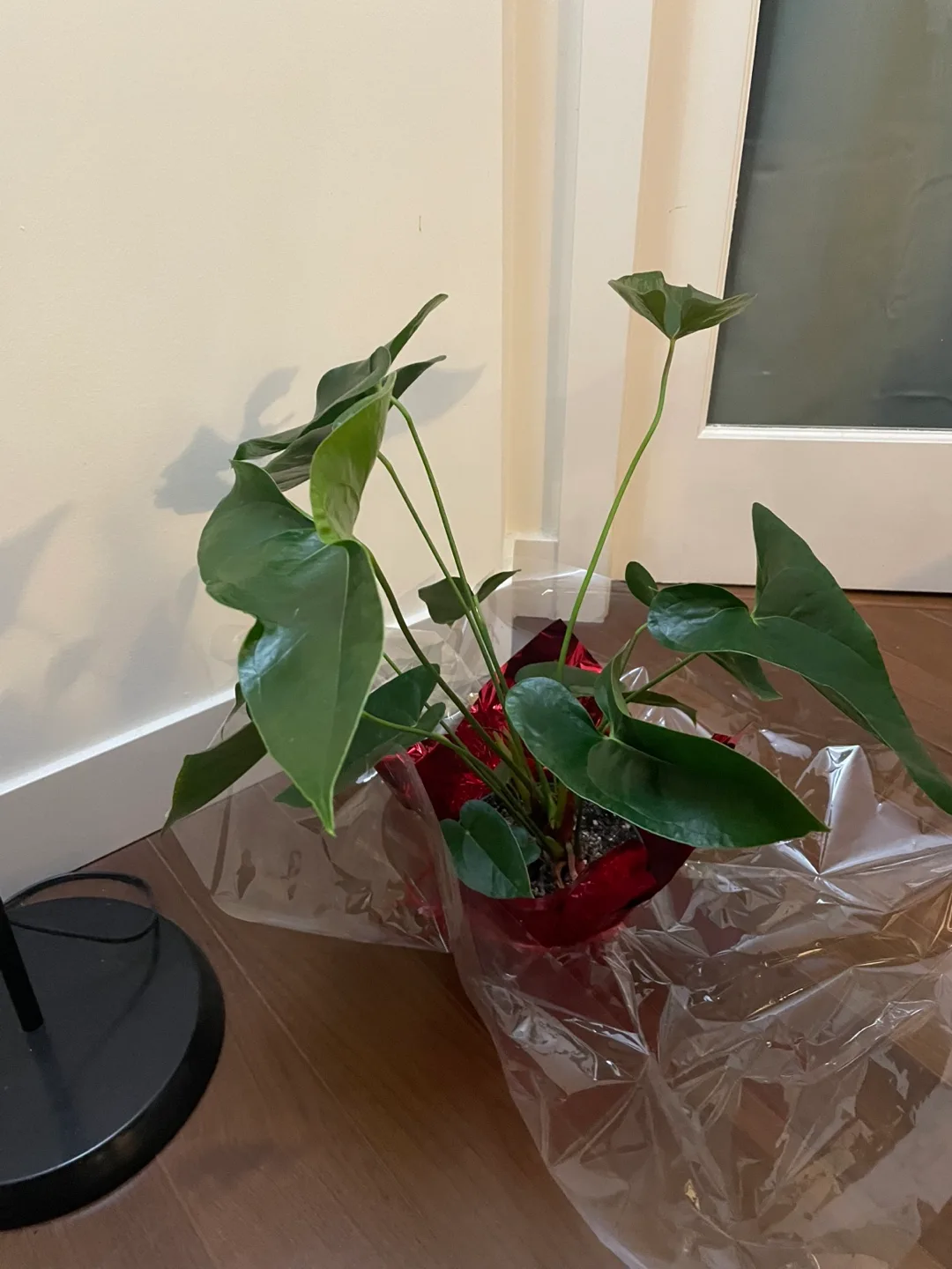 Real Anthurium Plant image indicator(2)
