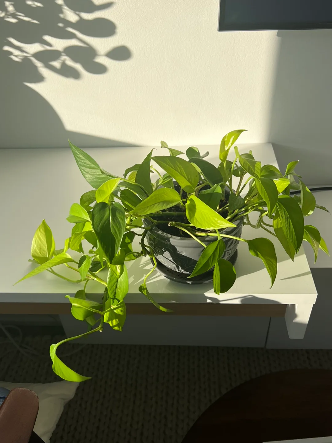 Healthy Golden Pothos in Decorative Pot image indicator(2)