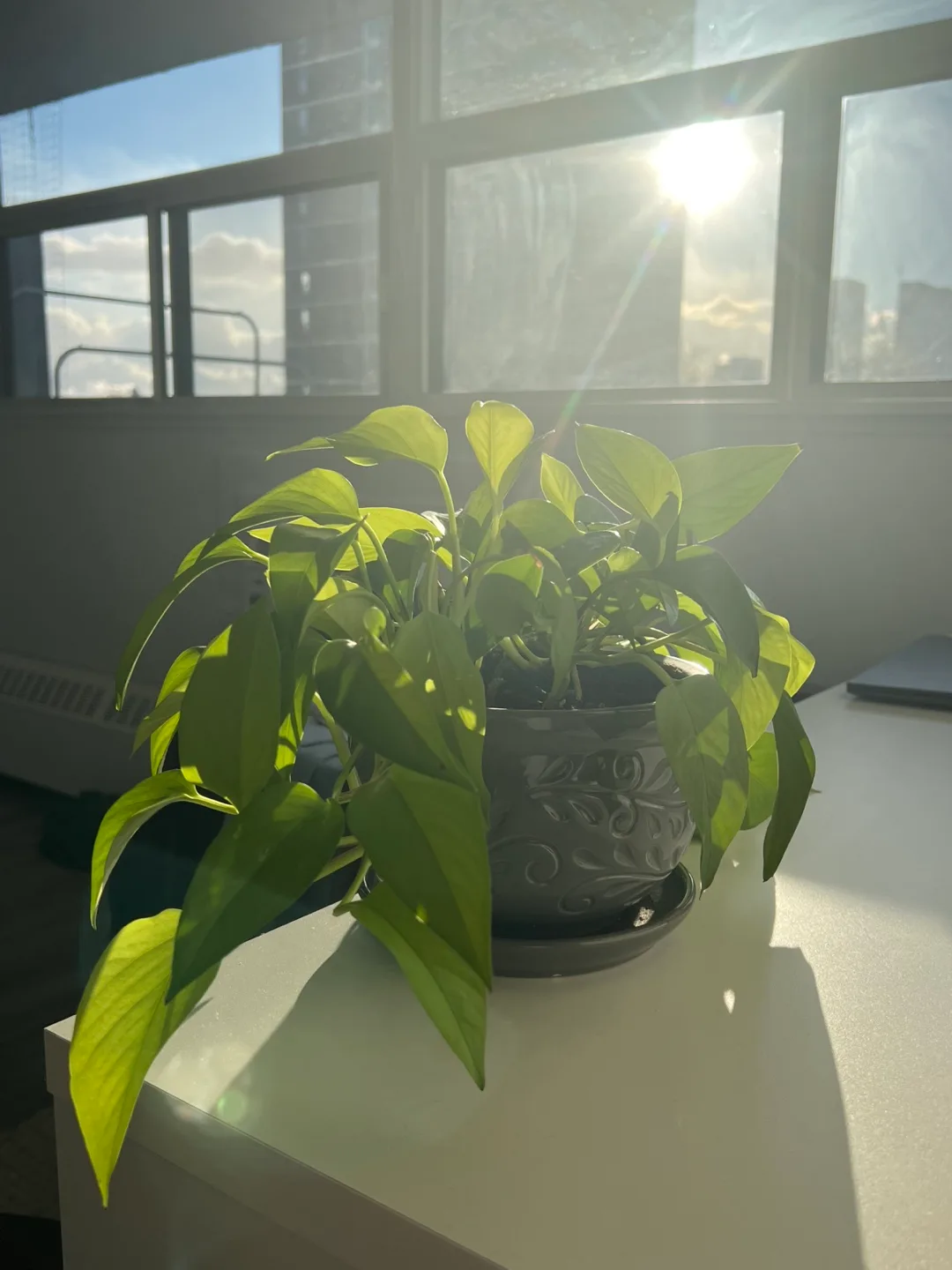 Healthy Golden Pothos in Decorative Pot image indicator(3)