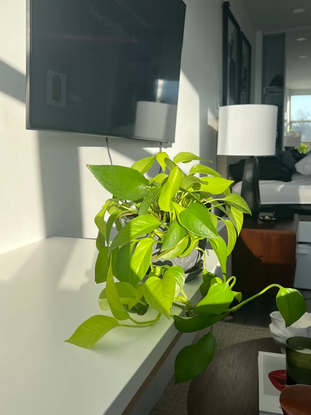 Healthy Golden Pothos in Decorative Pot image indicator(4)