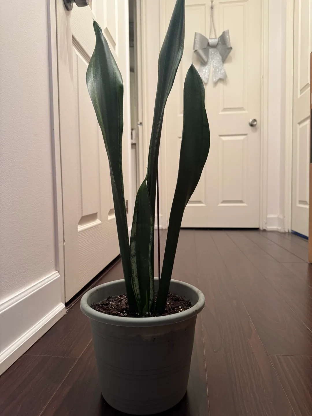 Snake Plant- Sansevieria trifasciata 'Laurentii' image indicator(4)