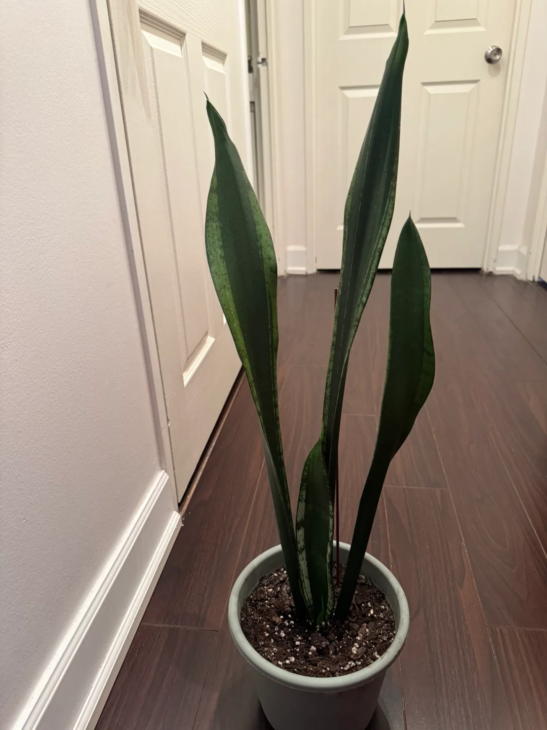 Snake Plant- Sansevieria trifasciata 'Laurentii' image indicator(2)