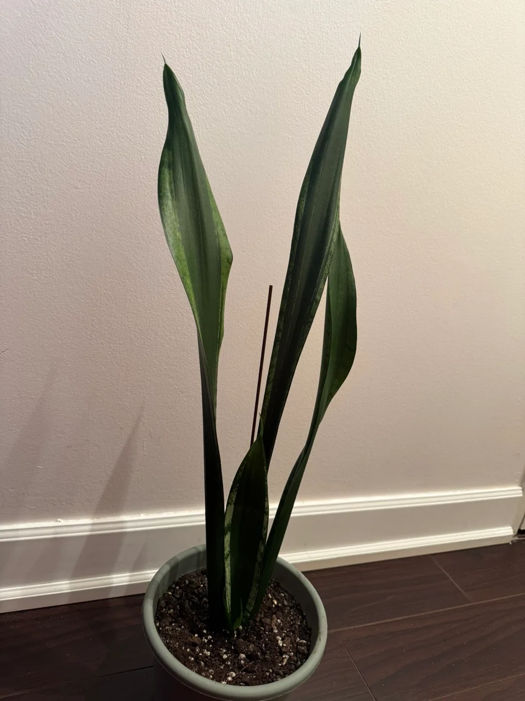 Snake Plant- Sansevieria trifasciata 'Laurentii' image indicator(5)