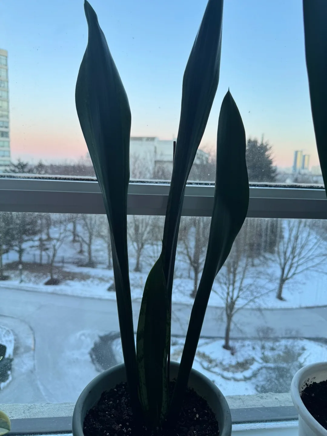 Snake Plant- Sansevieria trifasciata 'Laurentii' image indicator(6)