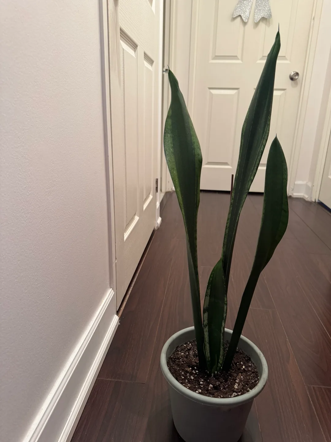 Snake Plant- Sansevieria trifasciata 'Laurentii' image indicator(3)