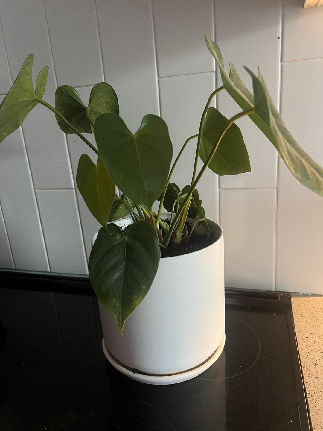 Anthurium clarinervium Plant - photo 2