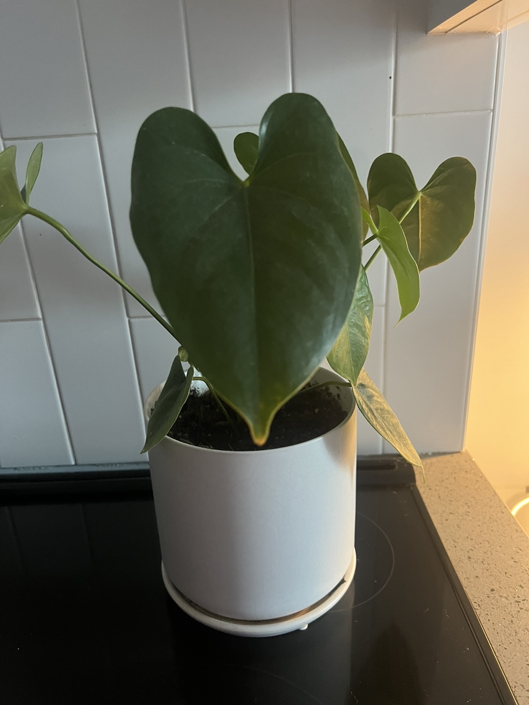 Anthurium clarinervium Plant - photo 4