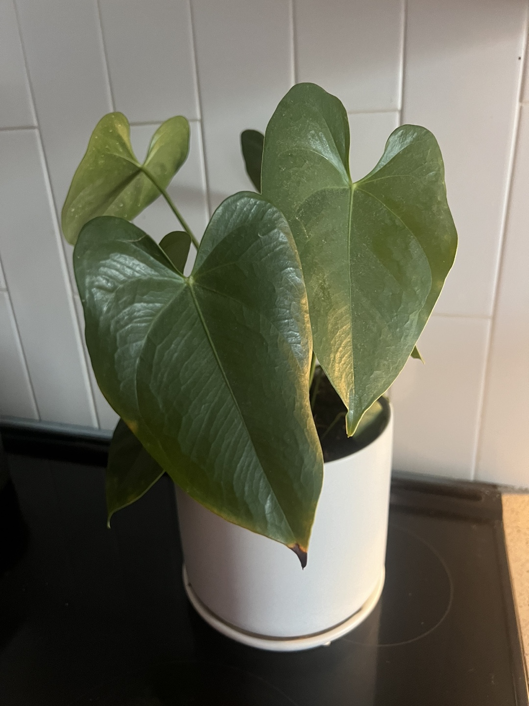 Anthurium clarinervium Plant