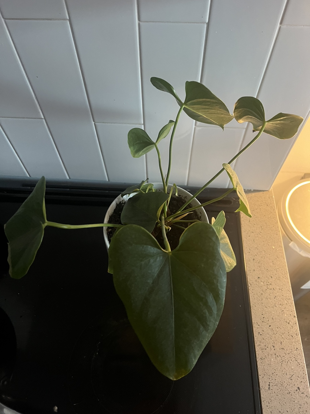 Anthurium clarinervium Plant - photo 3