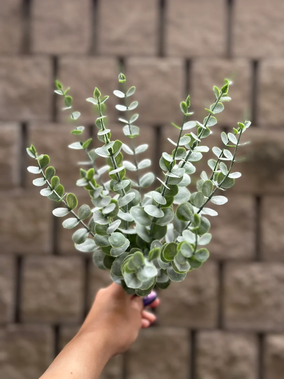 Artificial Eucalyptus Stems thumbnail