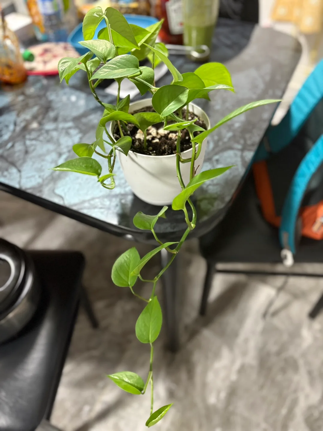 Healthy golden & green pothos , spider plant image indicator(2)