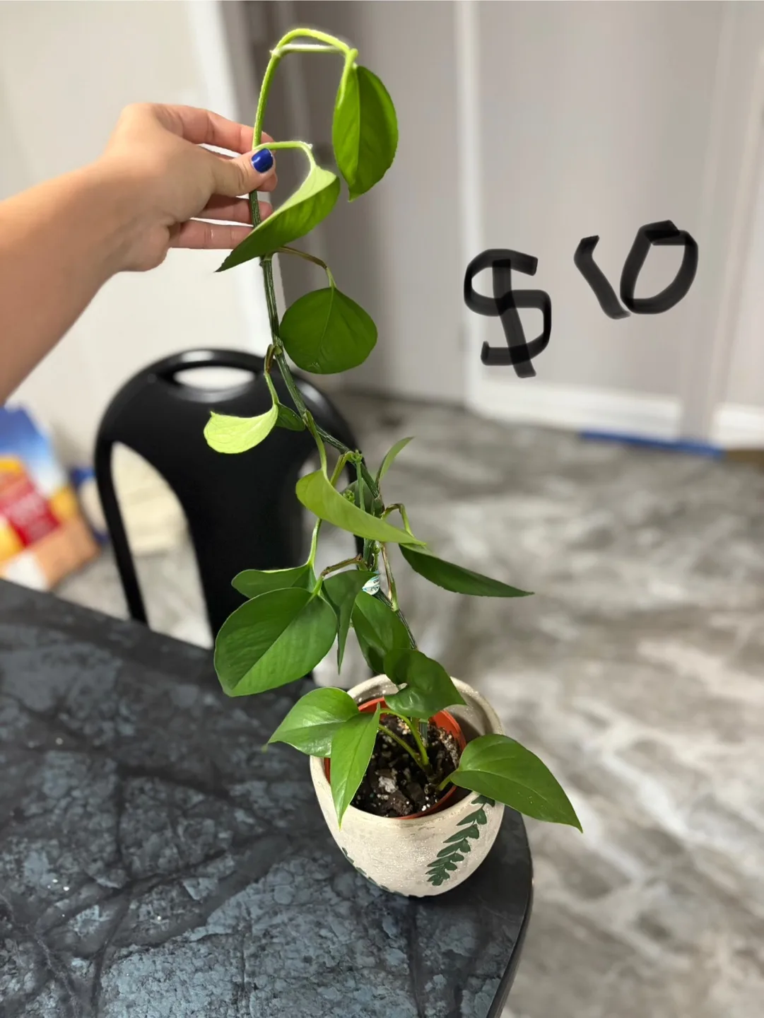 Healthy golden & green pothos , spider plant image indicator(3)