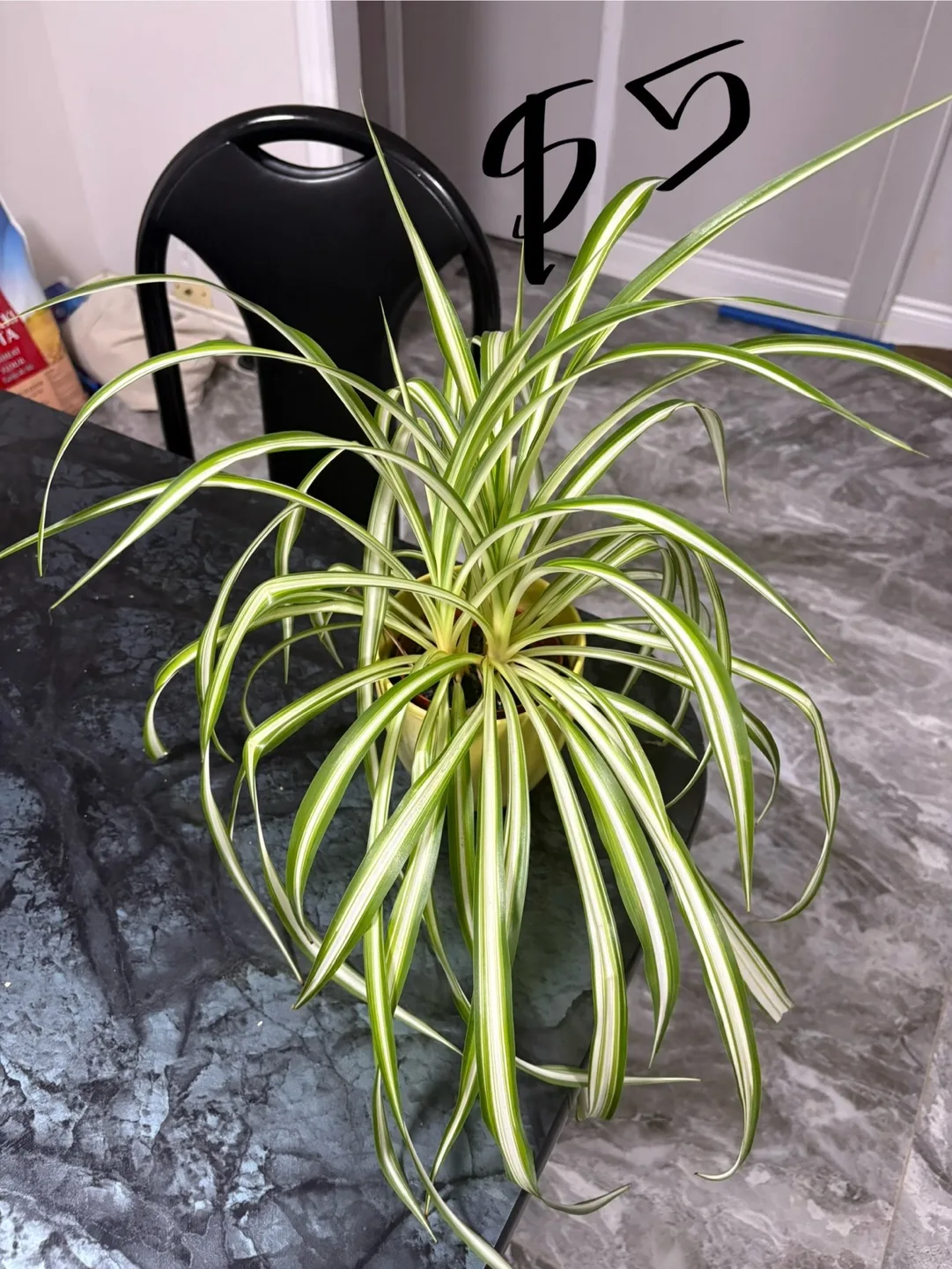 Healthy golden & green pothos , spider plant image indicator(4)