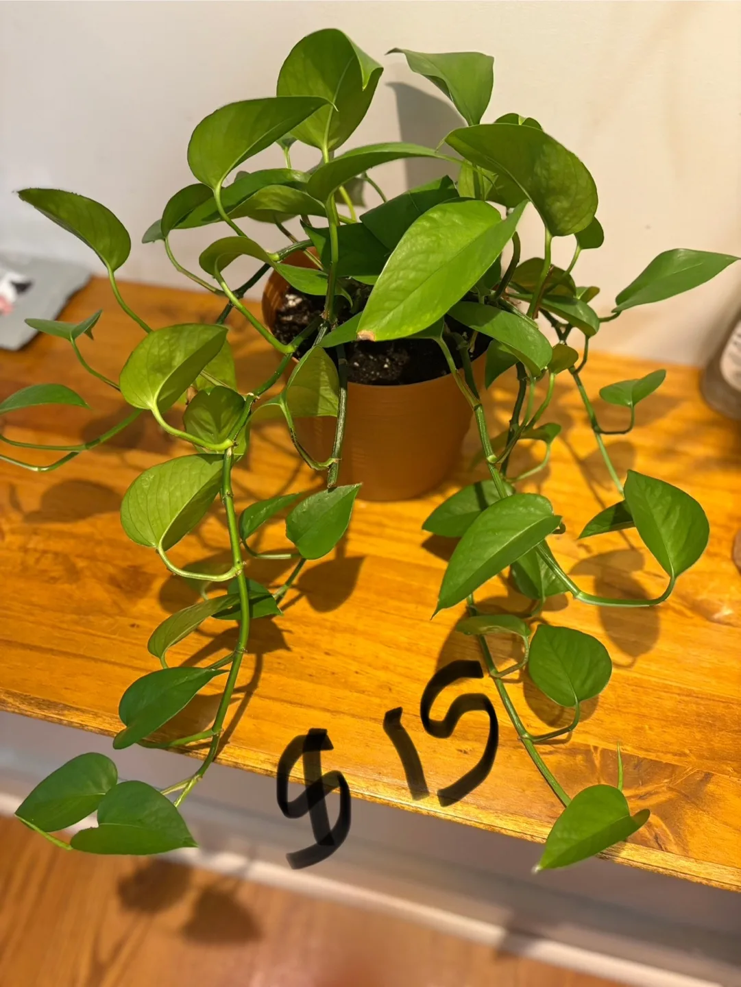 Healthy golden & green pothos , spider plant image indicator(6)