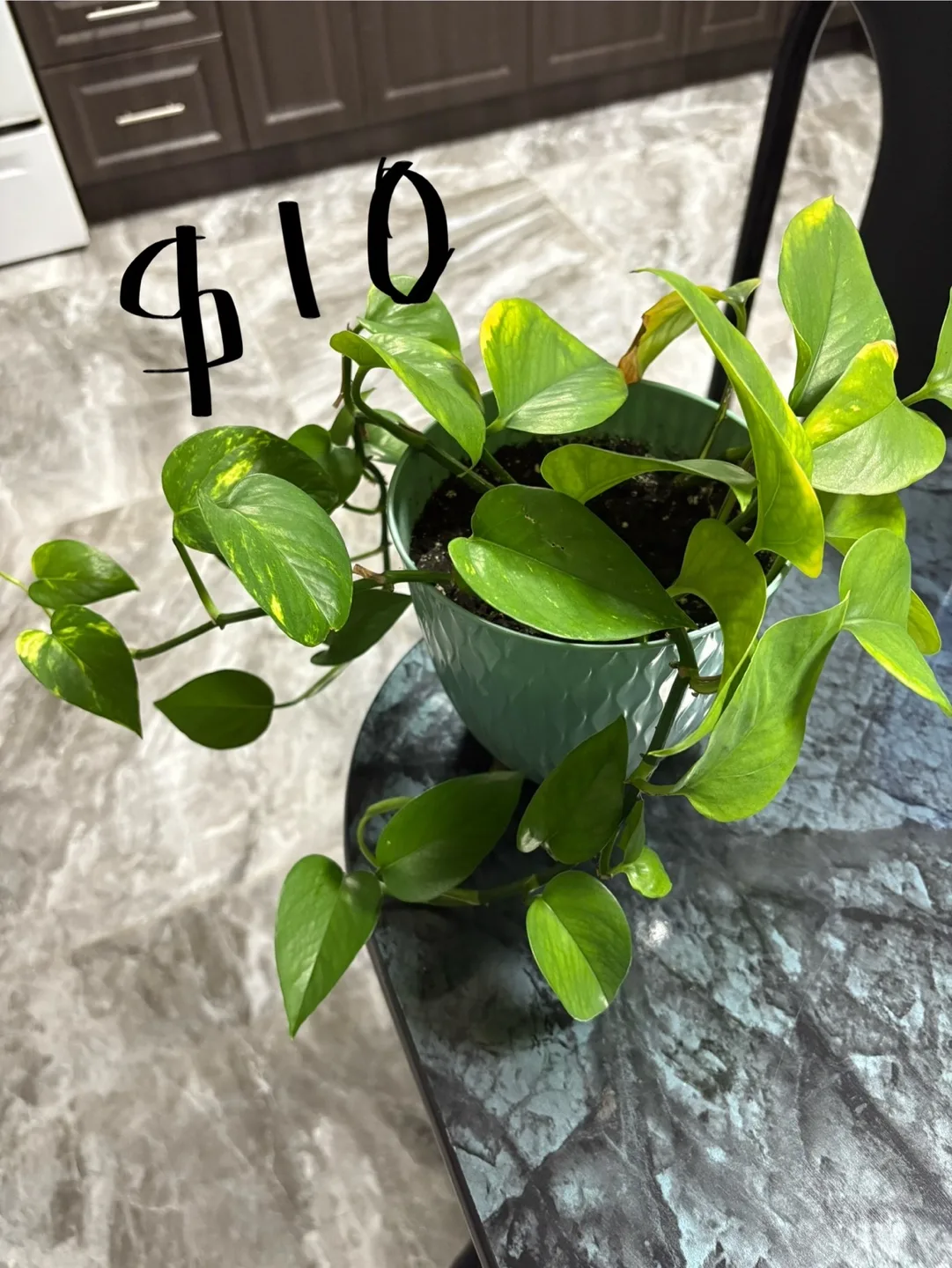 Healthy golden & green pothos , spider plant image indicator(5)