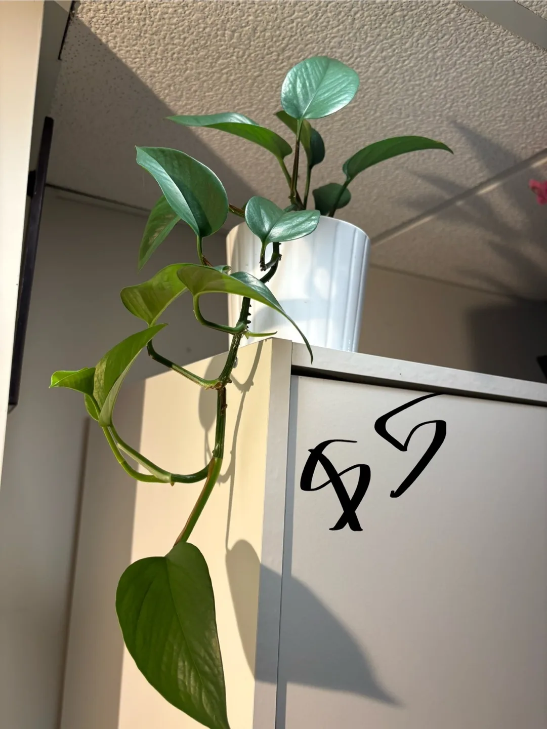 Healthy golden & green pothos , spider plant image indicator(7)
