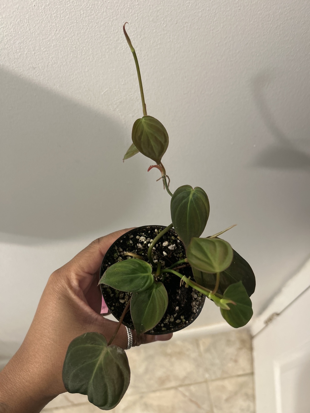 Philodendron Micans Rooted Cutting - photo 2
