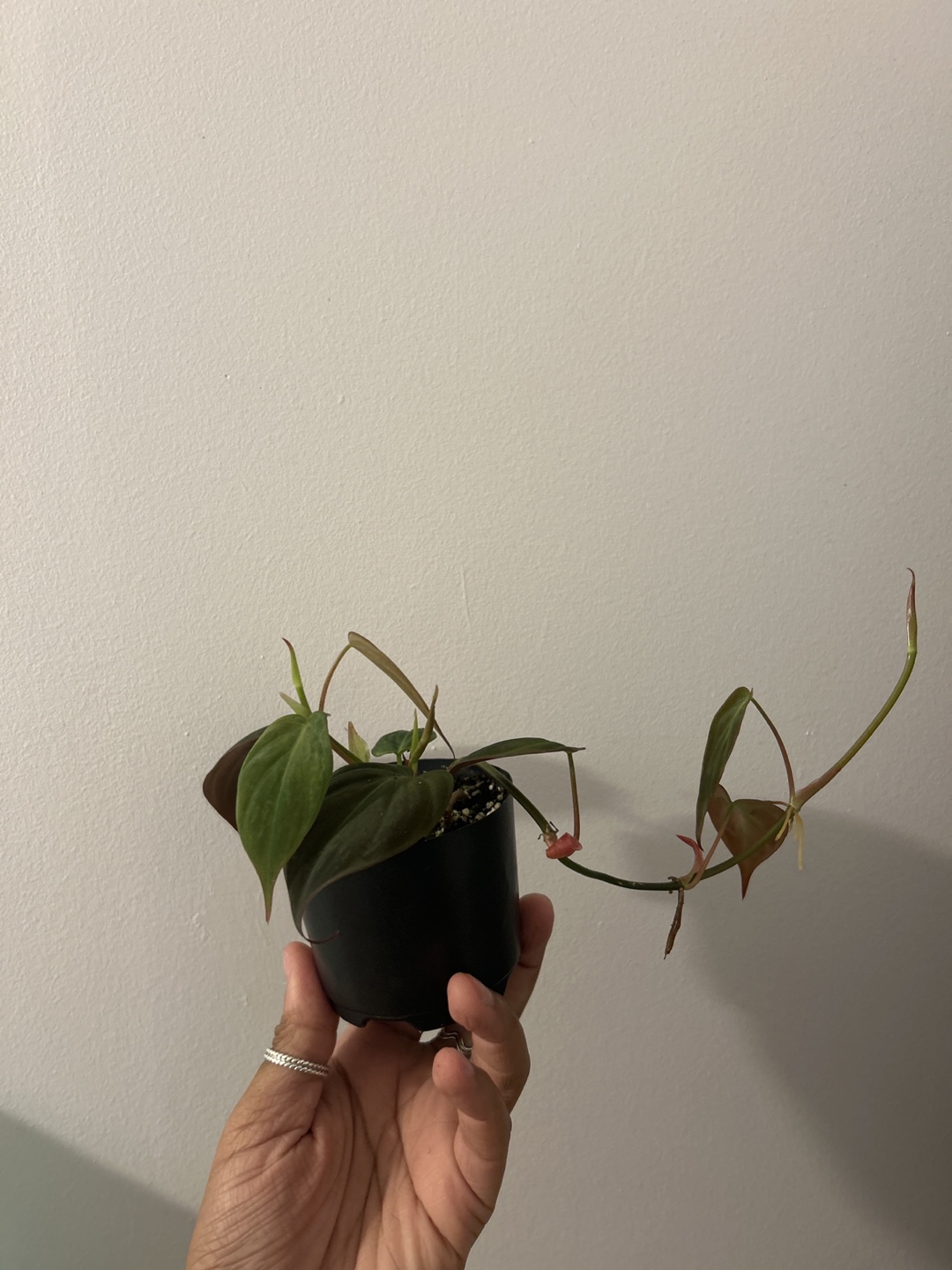 Philodendron Micans Rooted Cutting