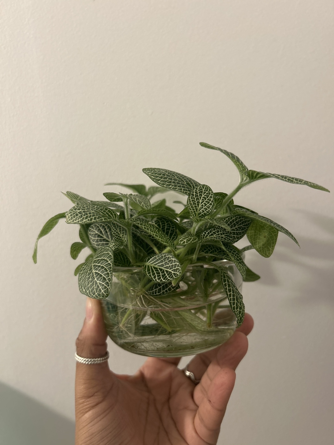 Fittonia Propagated Plant Cuttings - photo 3