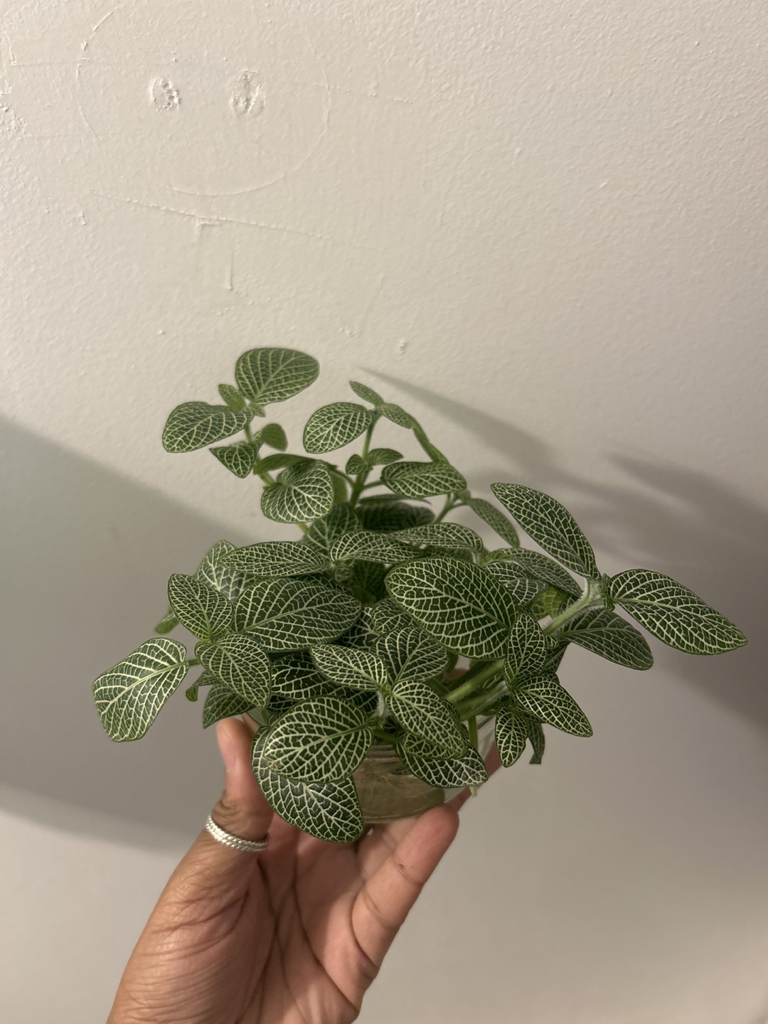 Fittonia Propagated Plant Cuttings - photo 2