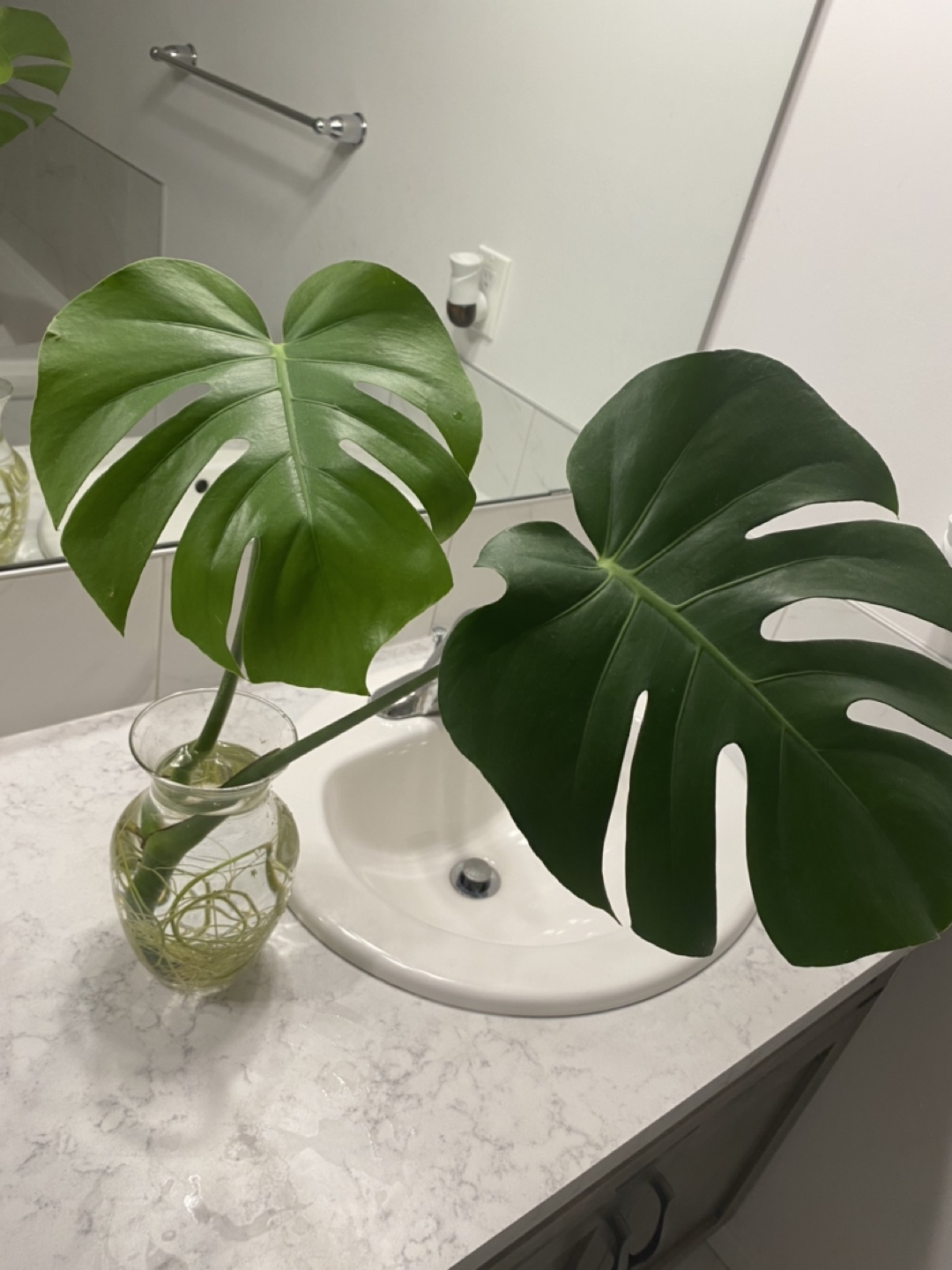 Monstera Deliciosa cuttings