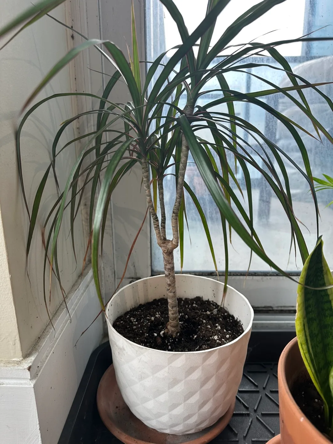 Indoor Plant Collection thumbnail