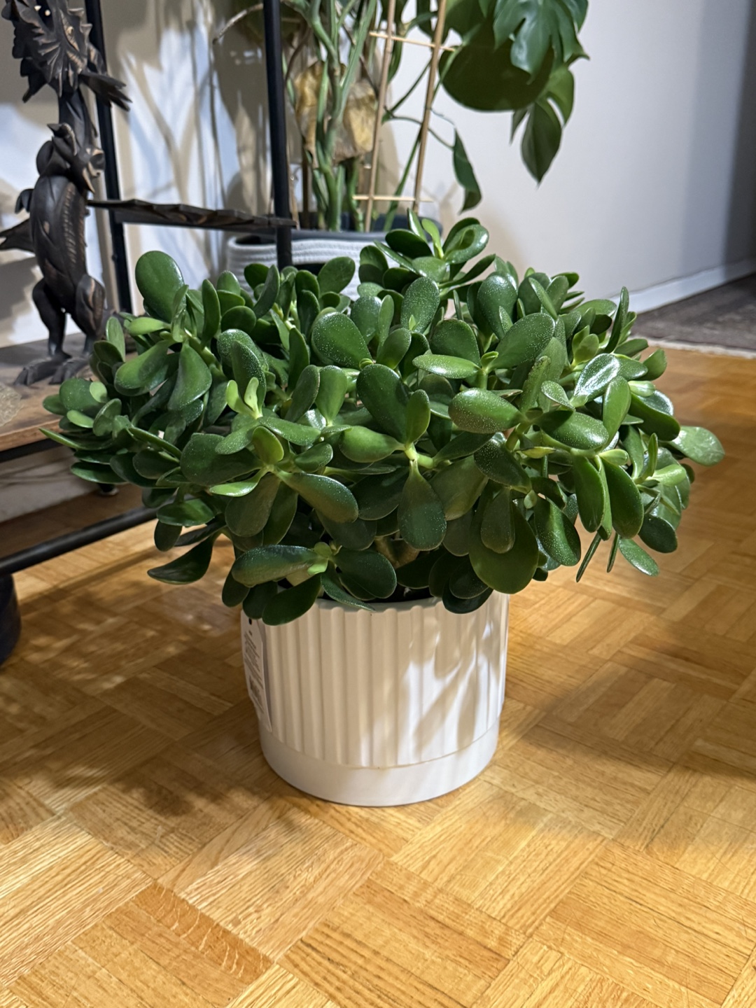 Jade Plant in White Pot