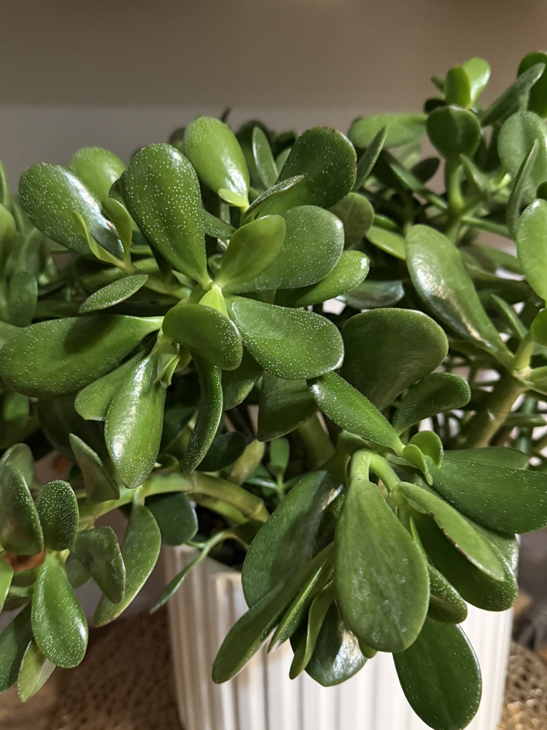 Jade Plant in White Pot - photo 2