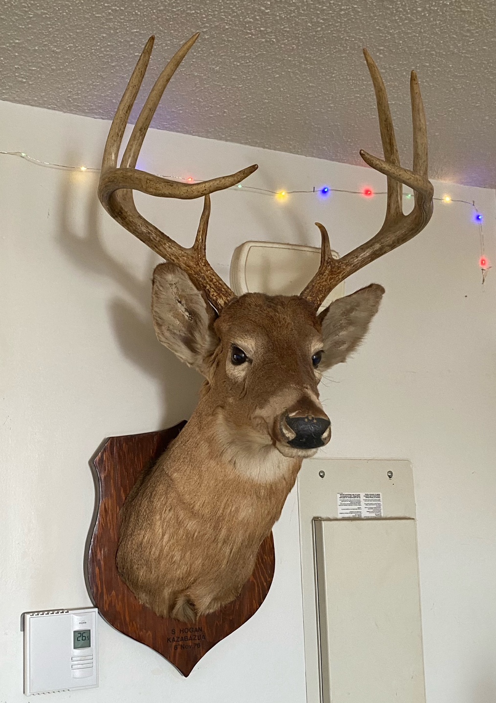 Taxidermied Whitetail Deer Head Mount