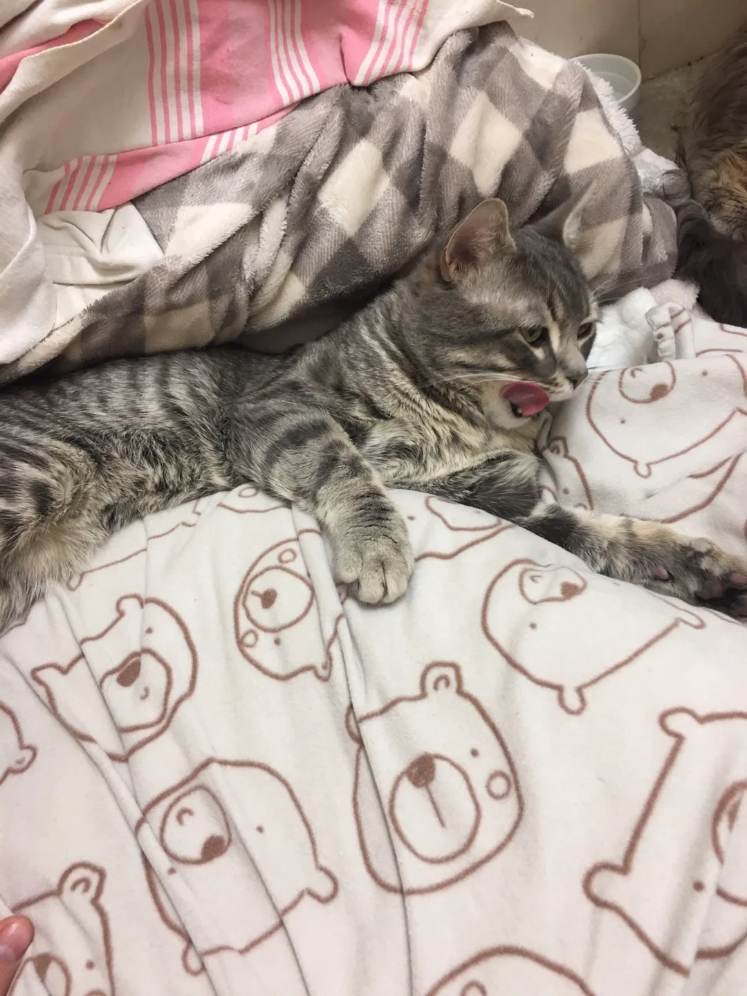 Homeless I have two cats image indicator(2)