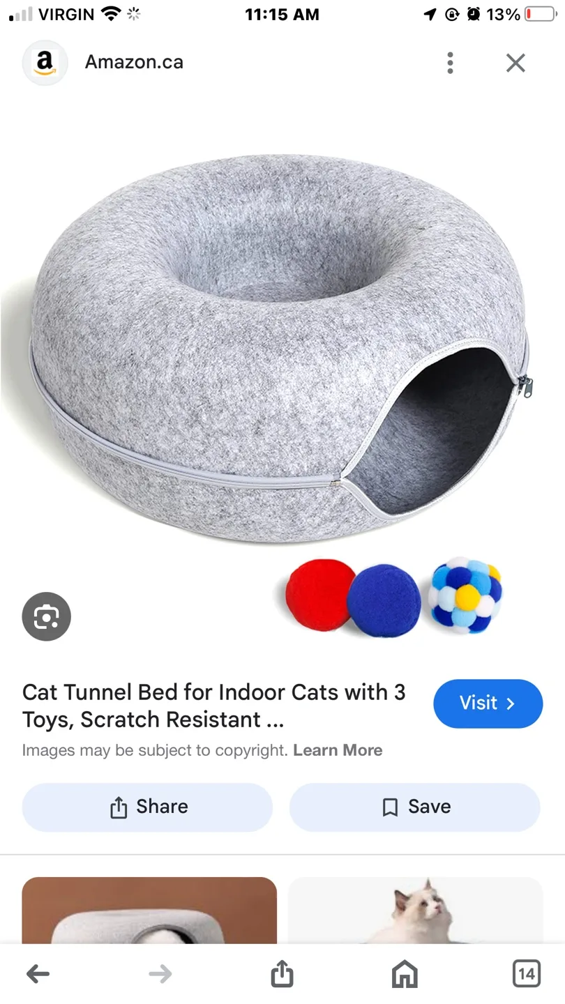 Homeless I have two cats image indicator(4)