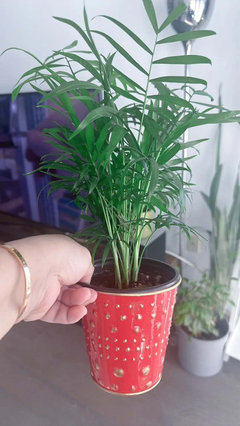 Houseplant Bundle:  Alocasia, Parlor Palm, Snake Plant, Fern image indicator(2)