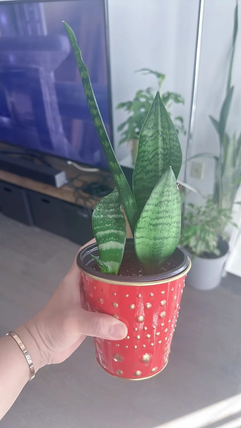 Houseplant Bundle:  Alocasia, Parlor Palm, Snake Plant, Fern image indicator(4)