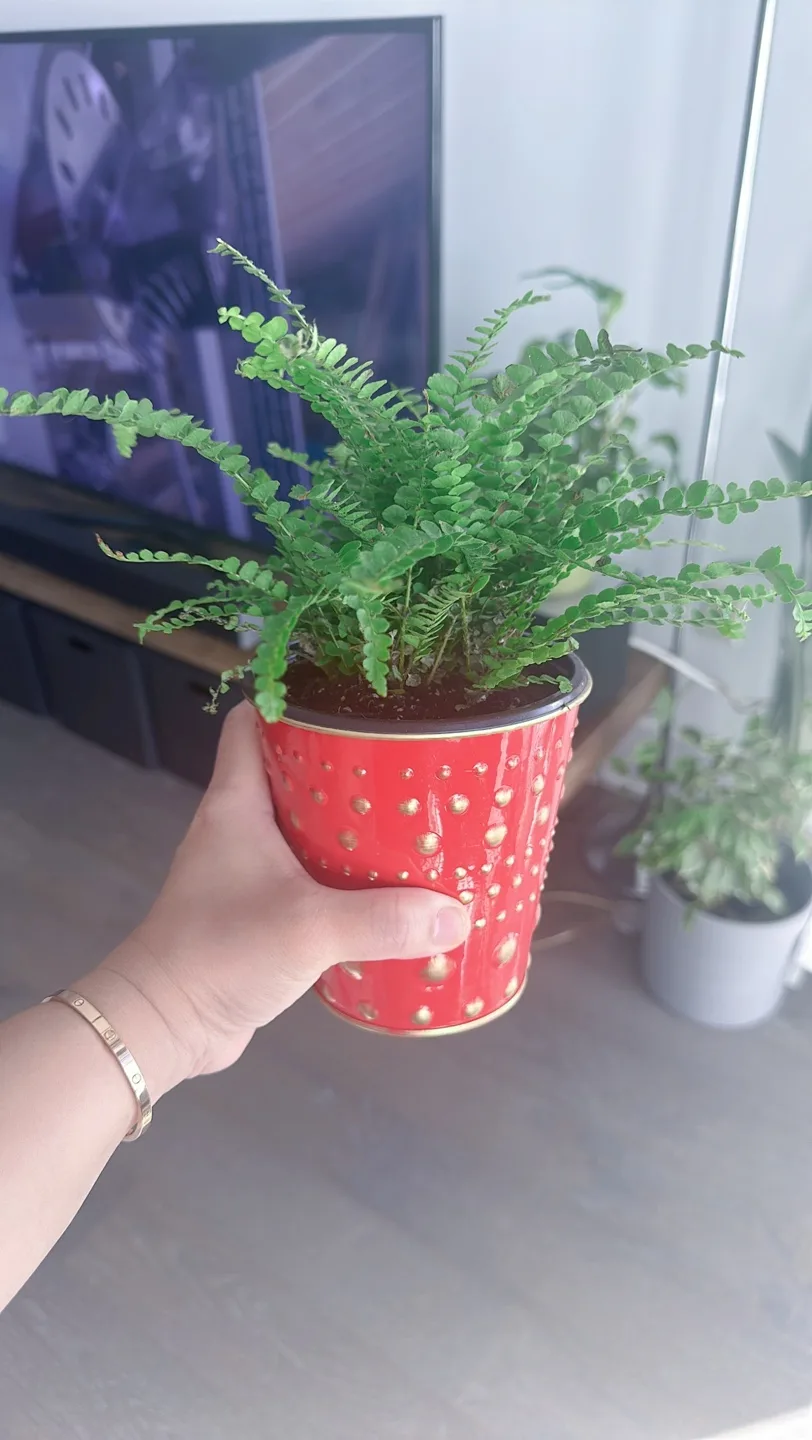 Houseplant Bundle:  Alocasia, Parlor Palm, Snake Plant, Fern image indicator(3)