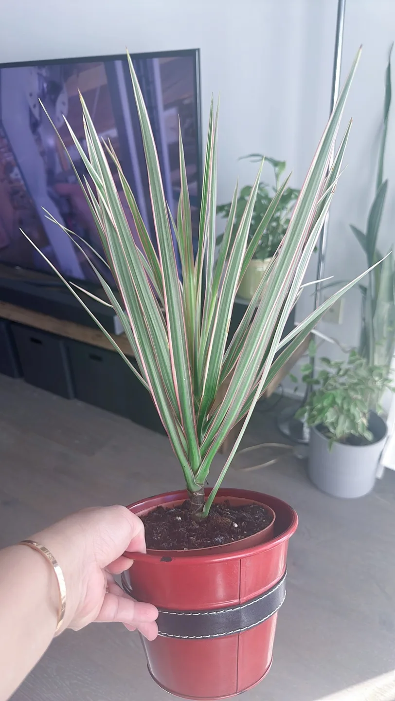 Houseplant Bundle:  Alocasia, Parlor Palm, Snake Plant, Fern image indicator(6)