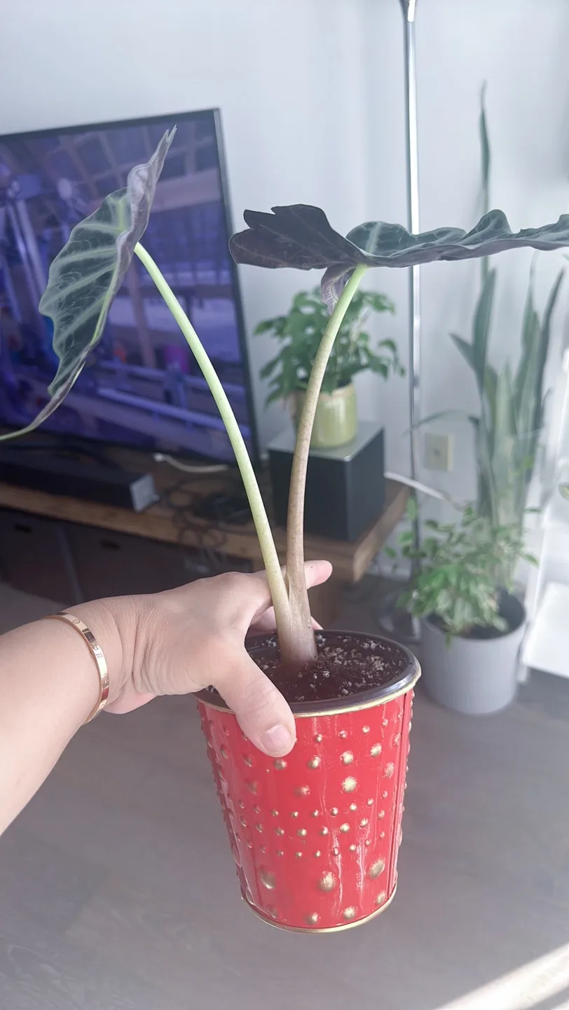 Houseplant Bundle:  Alocasia, Parlor Palm, Snake Plant, Fern image indicator(5)