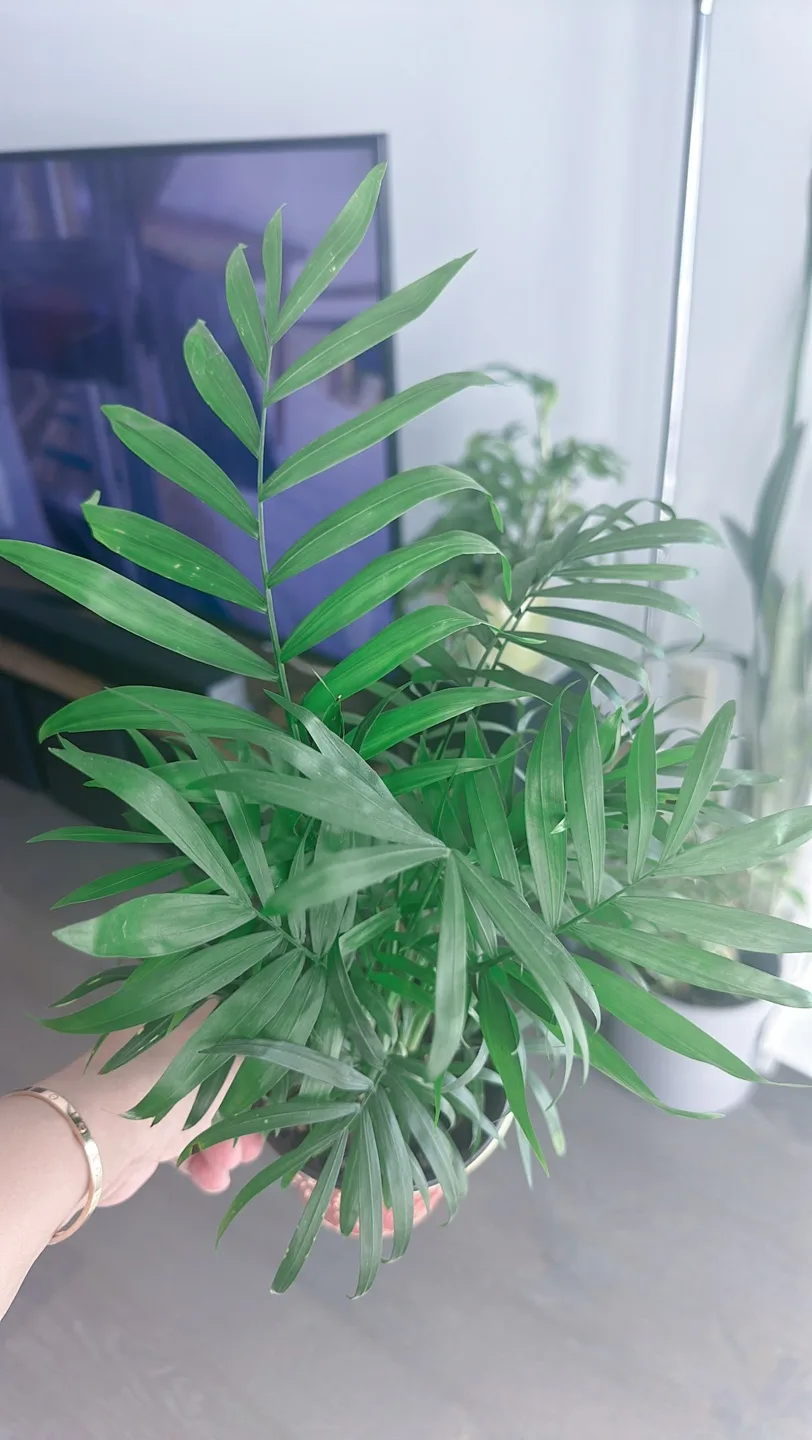 Houseplant Bundle:  Alocasia, Parlor Palm, Snake Plant, Fern image indicator(7)