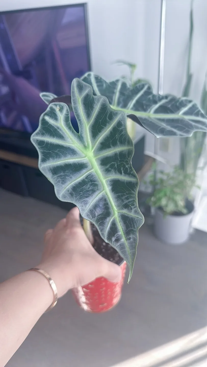 Houseplant Bundle:  Alocasia, Parlor Palm, Snake Plant, Fern image indicator(10)