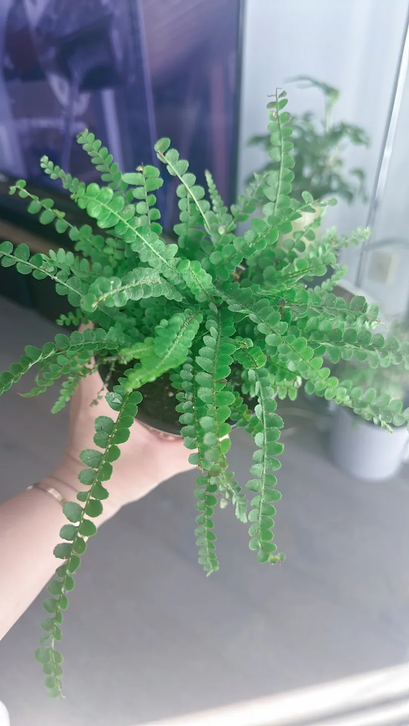 Houseplant Bundle:  Alocasia, Parlor Palm, Snake Plant, Fern image indicator(8)