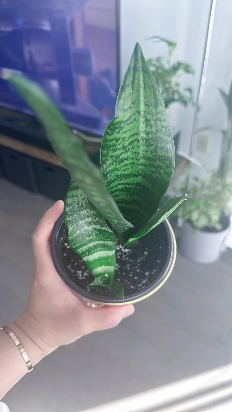 Houseplant Bundle:  Alocasia, Parlor Palm, Snake Plant, Fern image indicator(9)