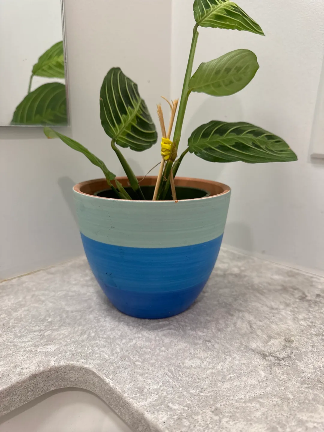 Calathea Ornata Plant in  cool teal and Blue Pot image indicator(2)