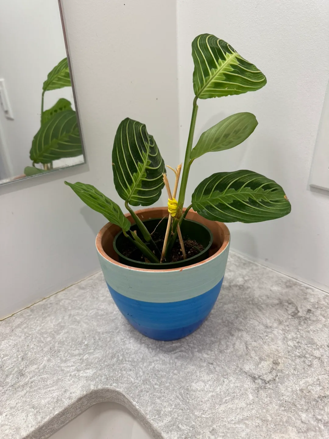 Calathea Ornata Plant in  cool teal and Blue Pot image indicator(3)