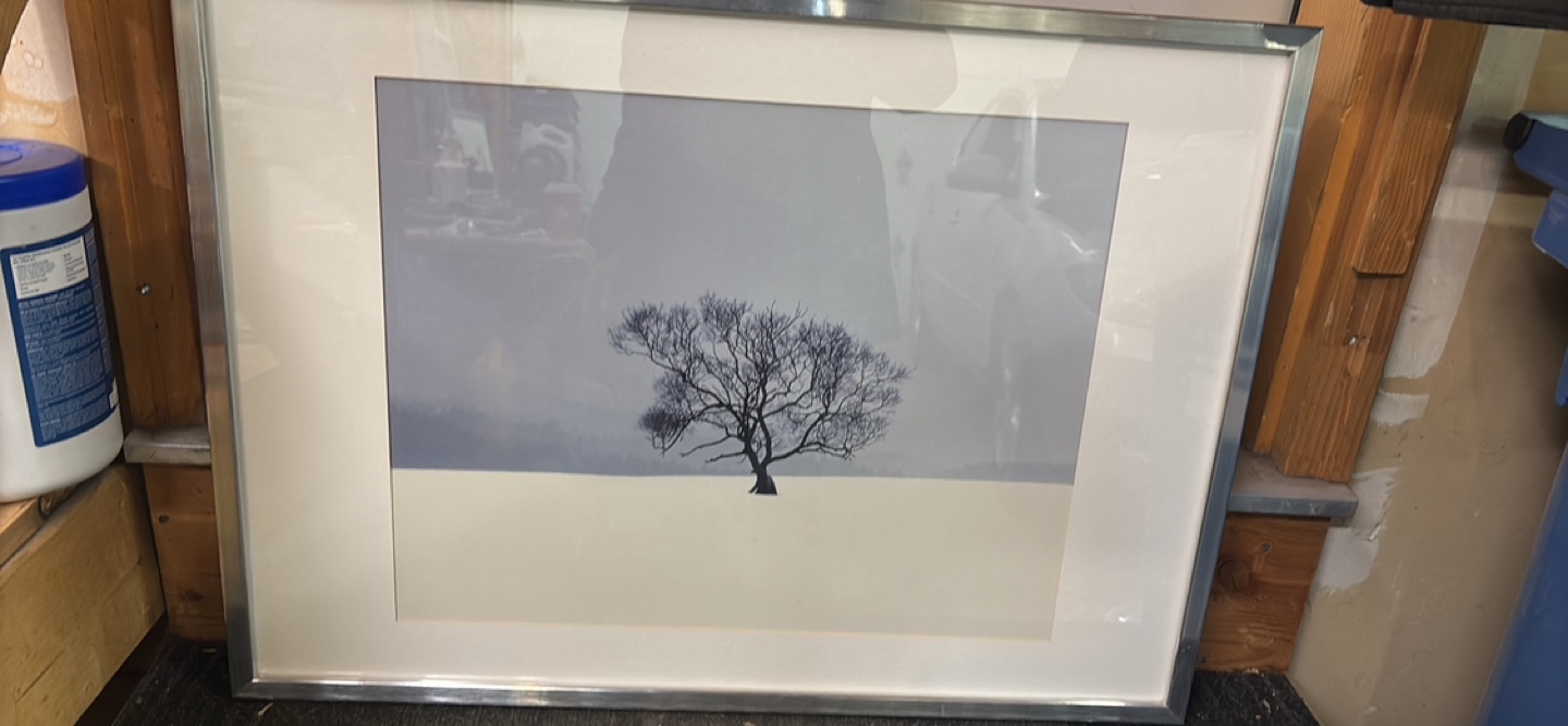 Framed Lone Tree Photograph