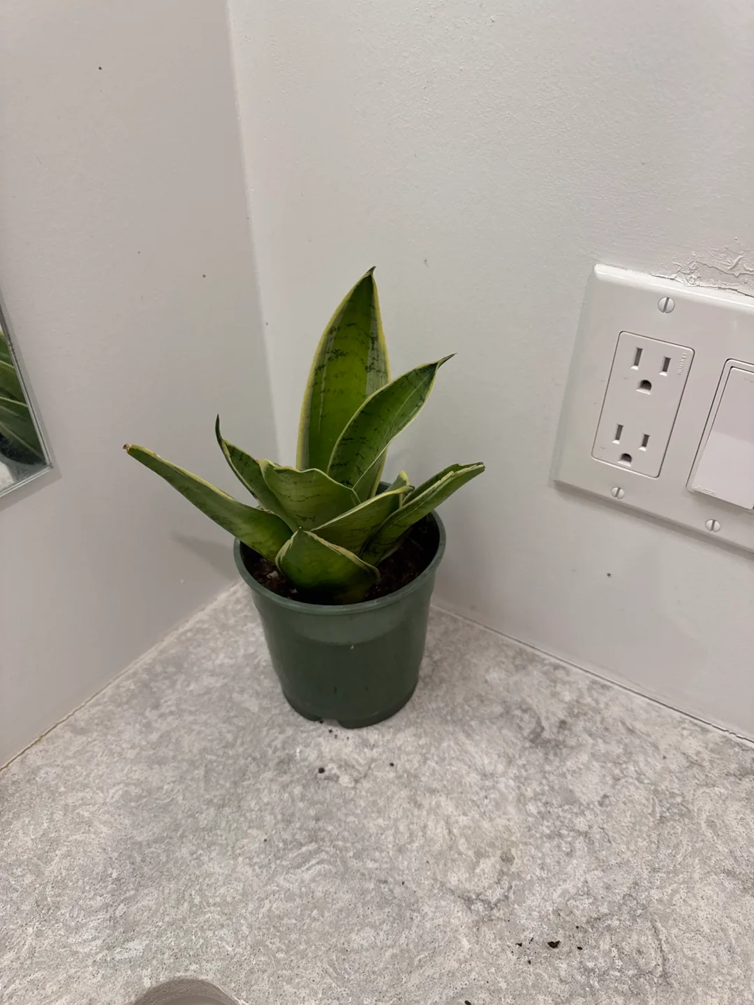 6 inch Snake Plant in  plastic planter pot image indicator(2)