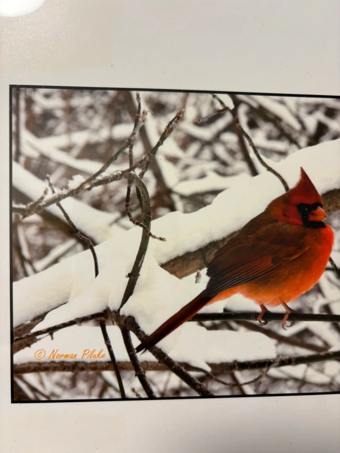 Framed Cardinal Print -  by award winning Canadian photographer image indicator(2)