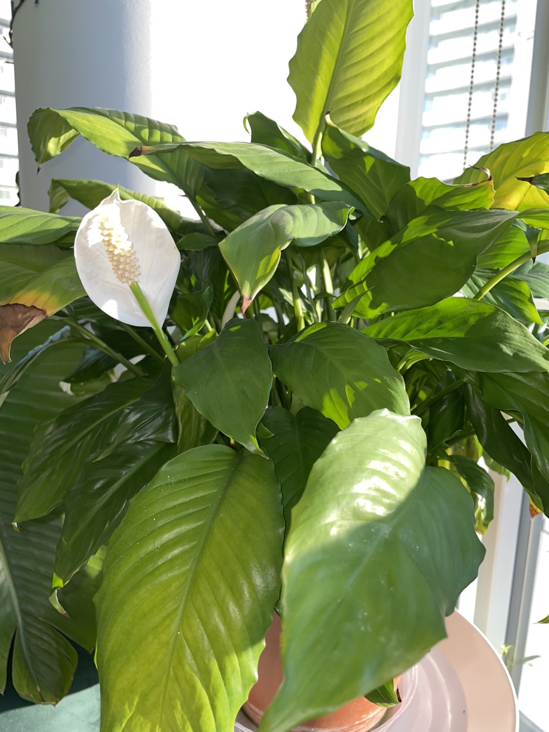 Peace Lily Houseplant