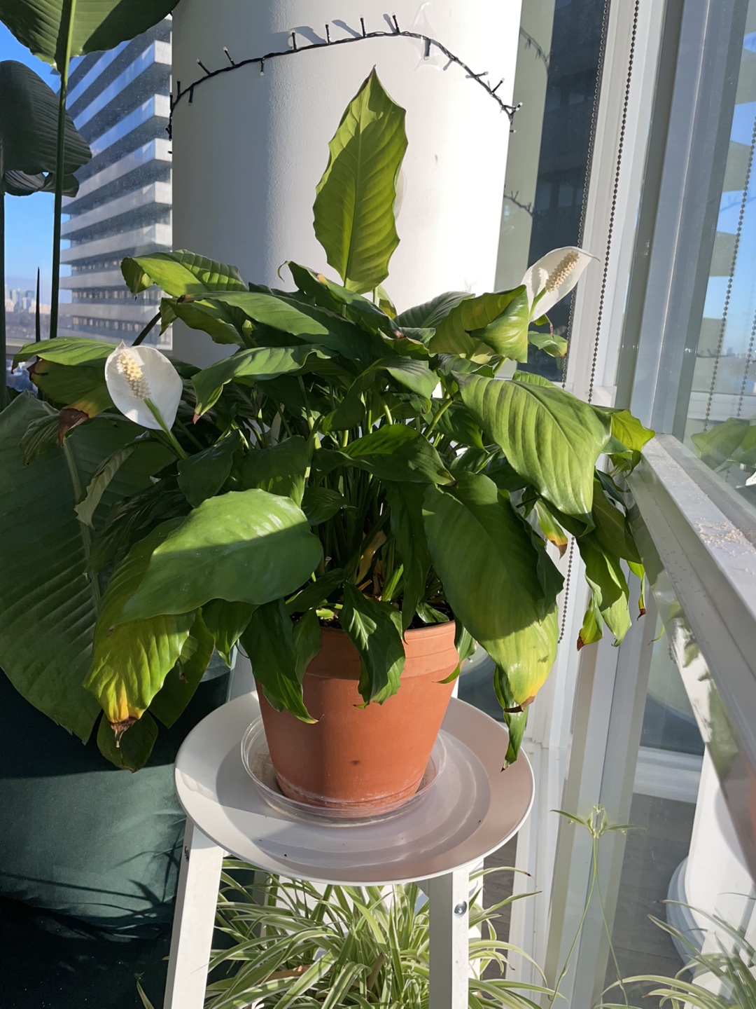 Peace Lily Houseplant - photo 2