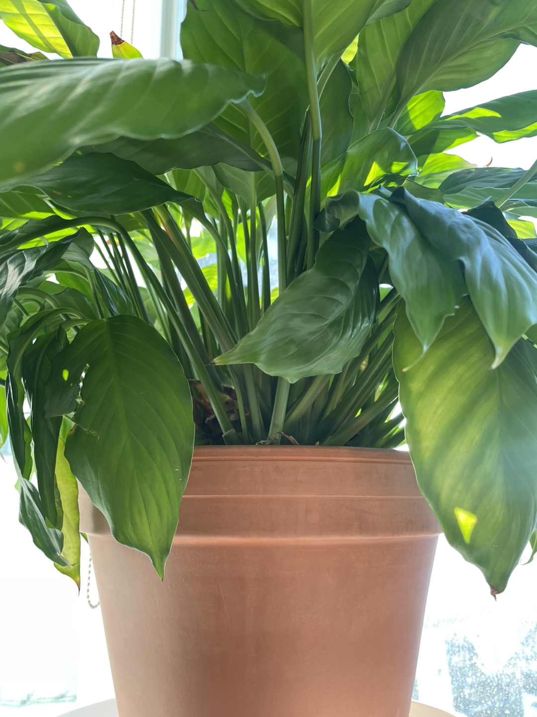 Peace Lily Houseplant - photo 4