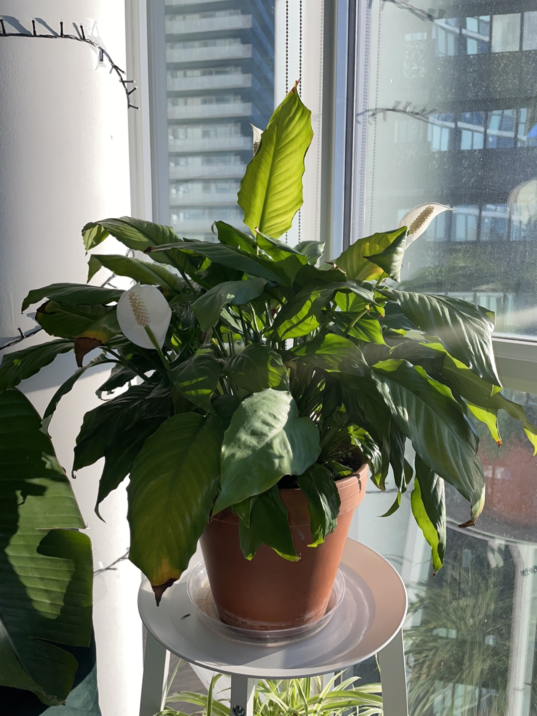 Peace Lily Houseplant - photo 3