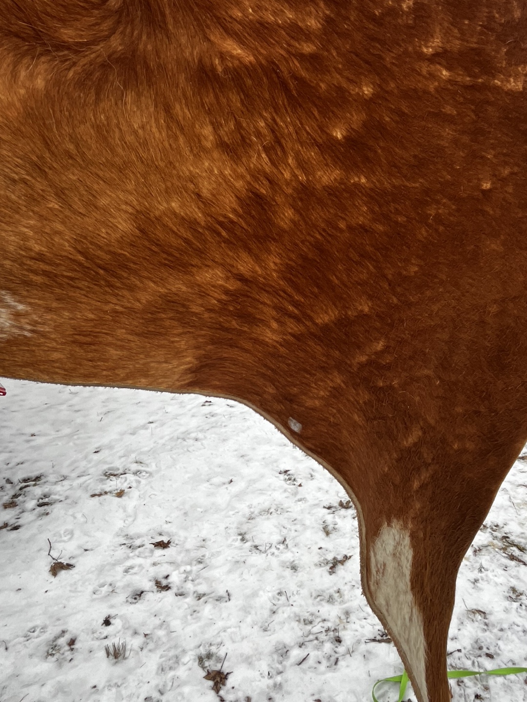 IKEA Cowhide Rug - Brown and White - photo 4